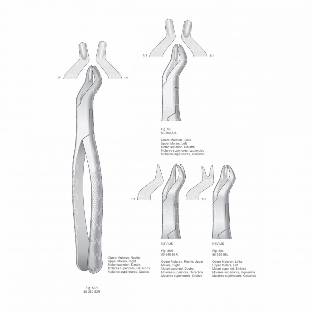 Extracting Forceps, American Pattern