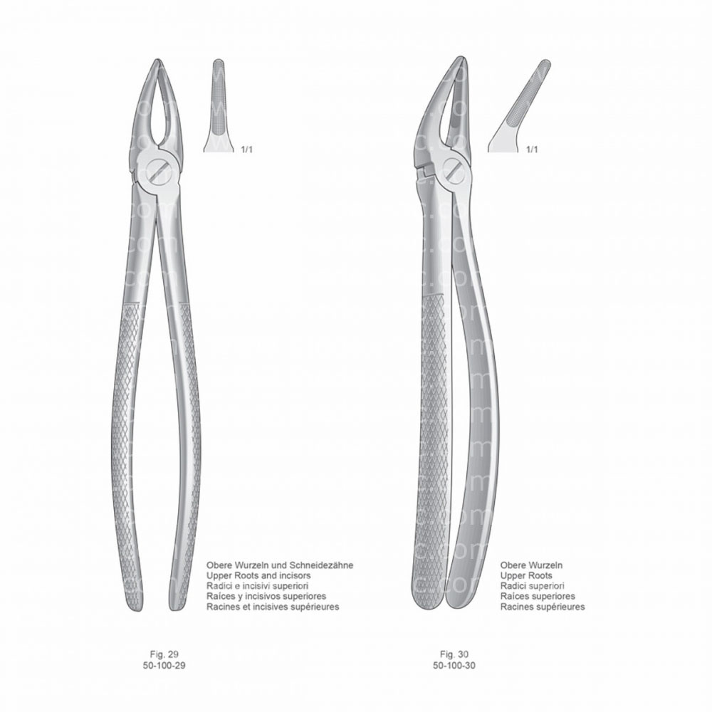 Extracting Forceps, English Pattern