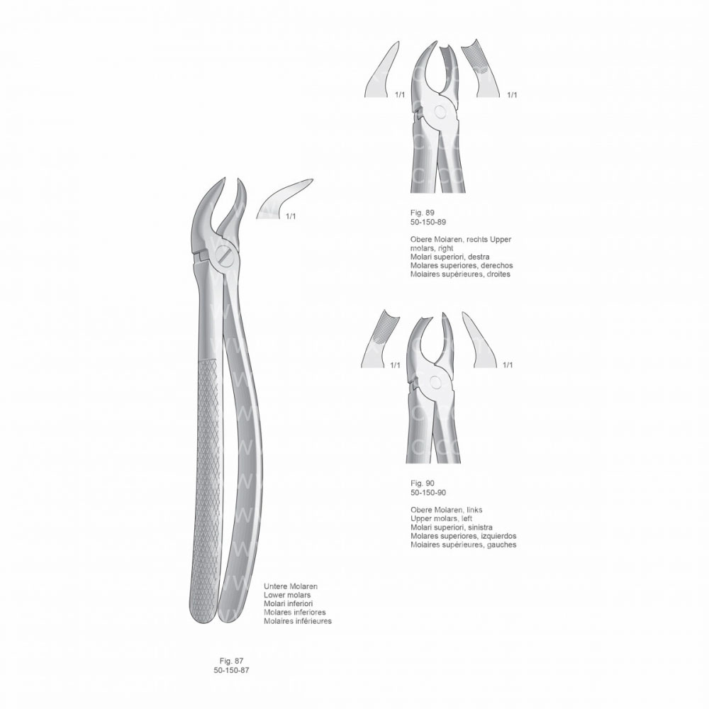 Extracting Forceps, English Pattern